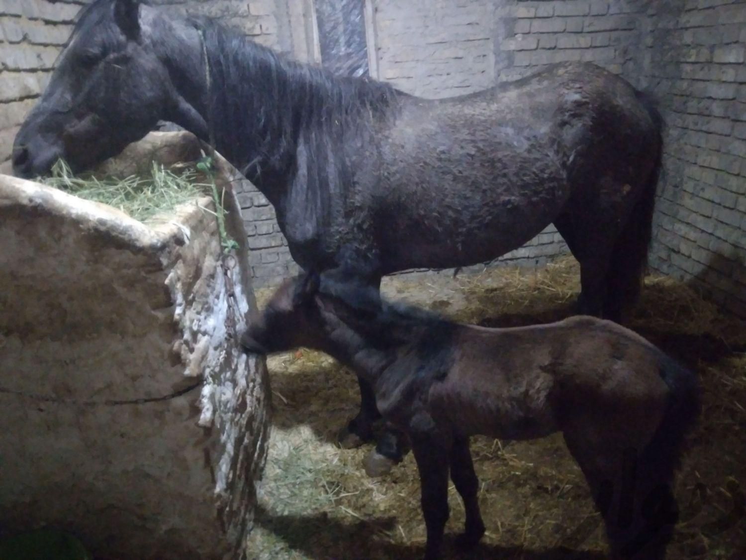 اسب مادیان سه ساله عرب ایرانی|اسب و تجهیزات اسب سواری|تهران, نیاوران|دیوار