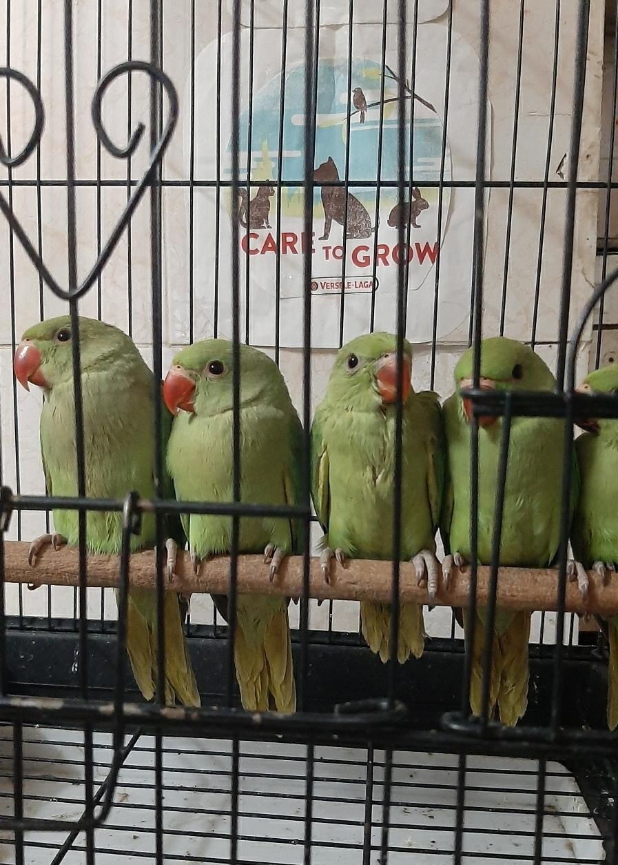 خریدار ملنگو گرین چیک شاه طوطی|پرنده|اسلامشهر, |دیوار