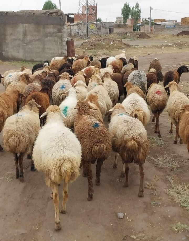 دام زنده بیواسطه بره پروار چریده ییلاق «صداقت دام»|حیوانات مزرعه|تهران, شهرک پرواز|دیوار