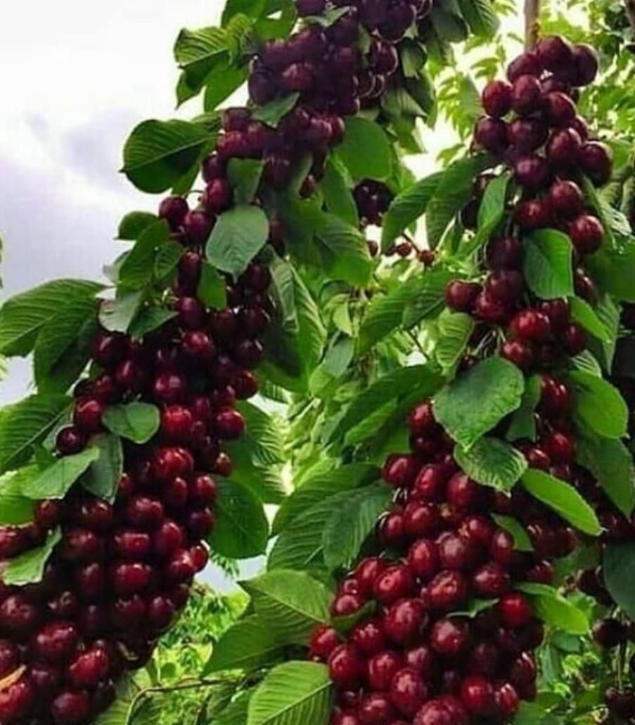 نهال های گیلاس پنج ساله سطلی کاشت تابستان بار داده|خدمات باغبانی و درختکاری|اصفهان, عطار نیشابوری|دیوار