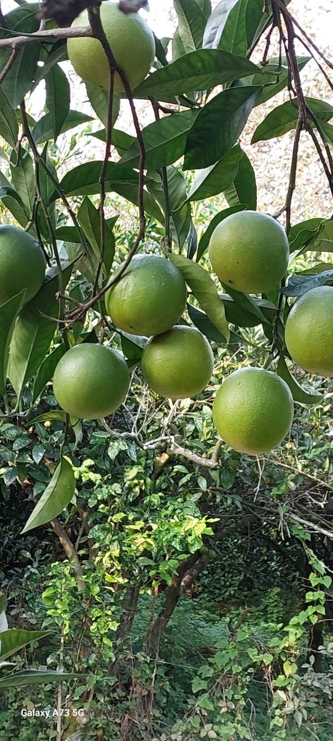 باغ مرکبات ۷۰۰ متری ( فروش یا معاوضه با خودرو )|فروش زمین و ملک کلنگی|چابکسر, |دیوار