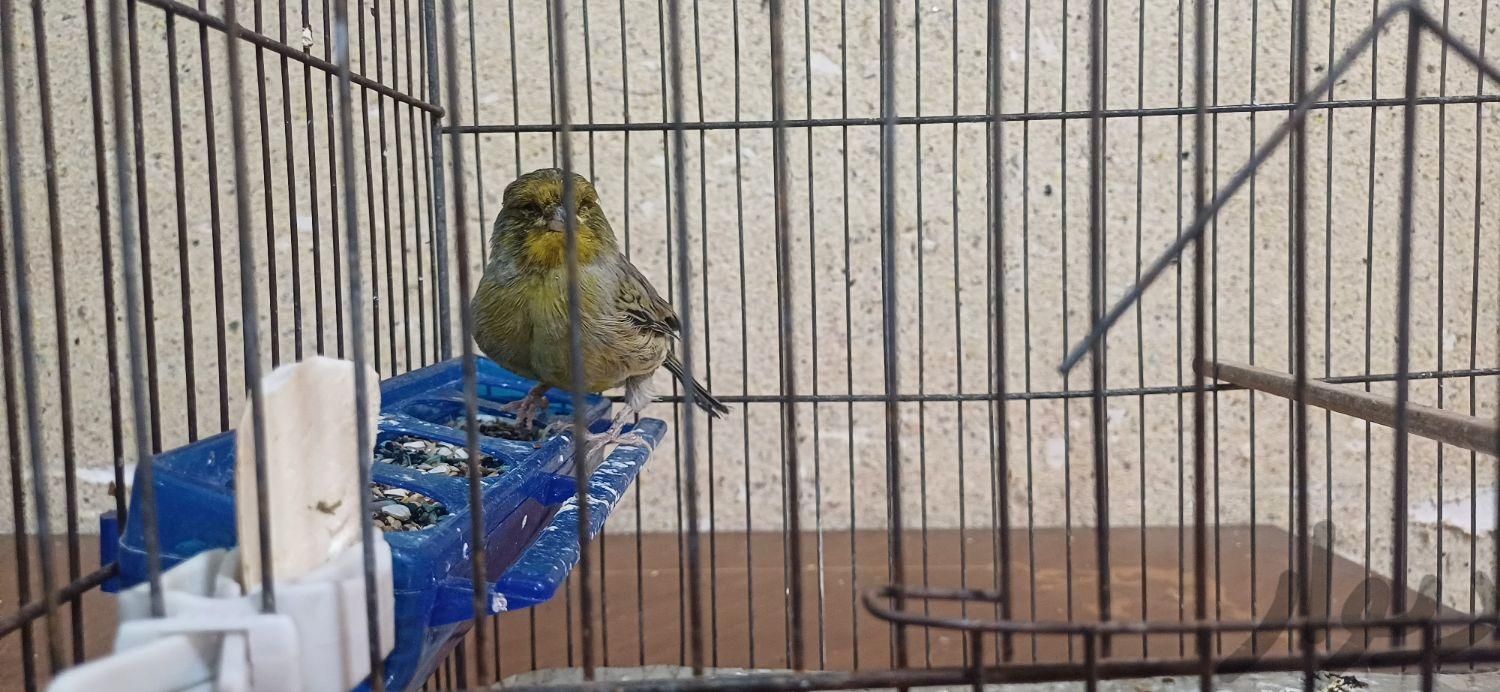 قناری گلستر(نر)همراه با قفس  و لوازم|پرنده|تهران, شاندیز|دیوار