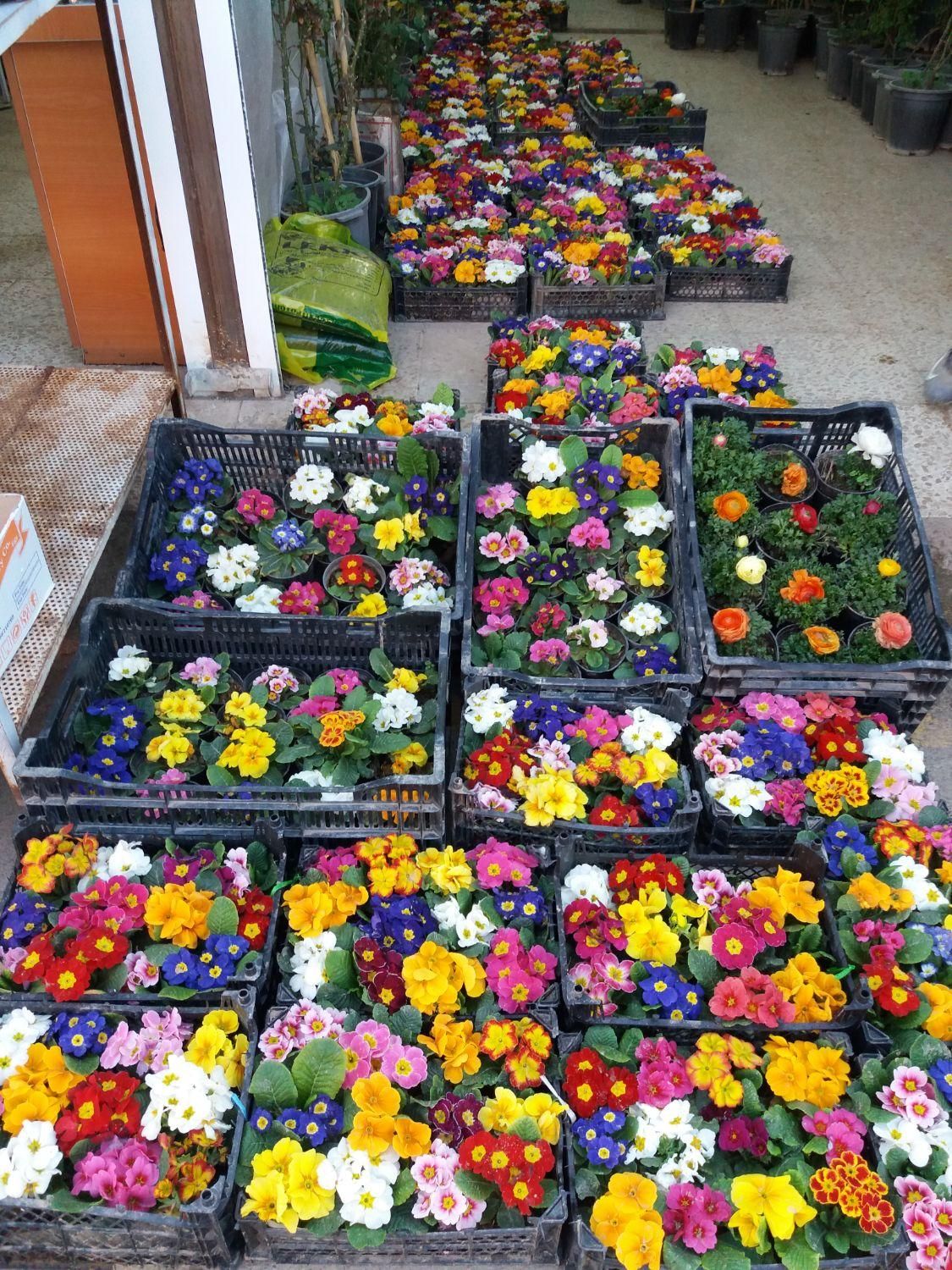 کلیه کارهای باغبانی سم پاشی هرس کاری بیل زنی سوسک|خدمات باغبانی و درختکاری|تهران, مهران (سیدخندان)|دیوار