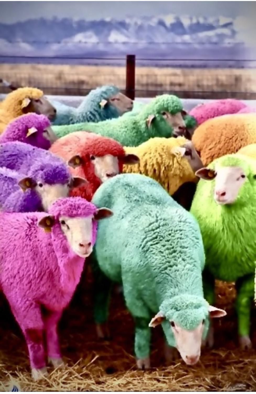 گوسفند قربانی طهران|حیوانات مزرعه|تهران, خلیج فارس|دیوار