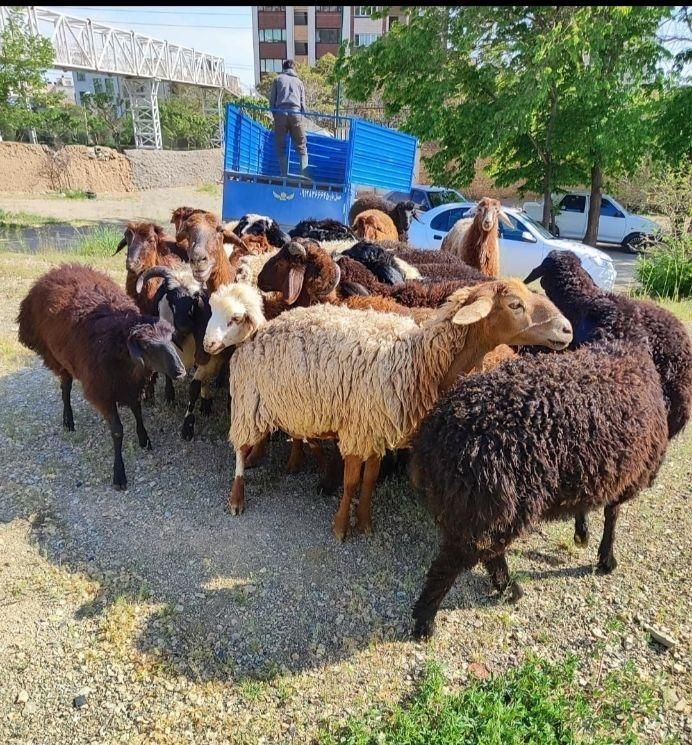 گوسفند عقیقه نوزاد بیمارستانی زاوو حجاج زنده|حیوانات مزرعه|محمدشهر, |دیوار