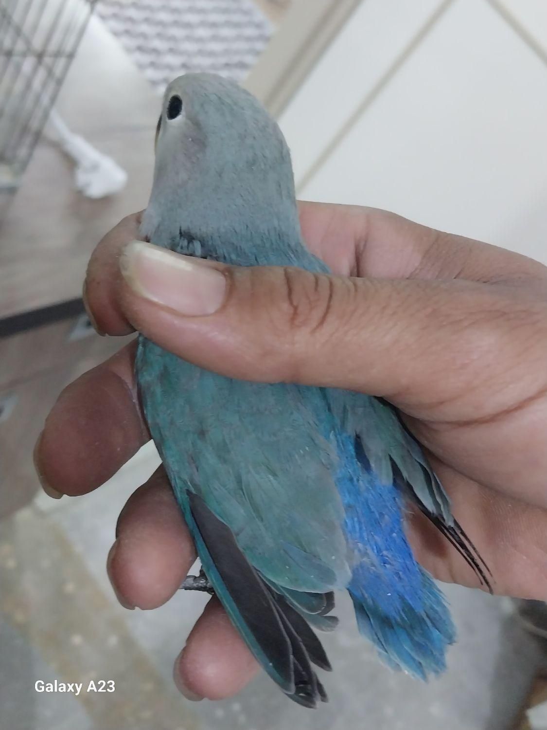 3عددکوتوله دونخورونرم خور دستی اماده اموزش|پرنده|سبزوار, ولیعصر (نجار آباد)|دیوار
