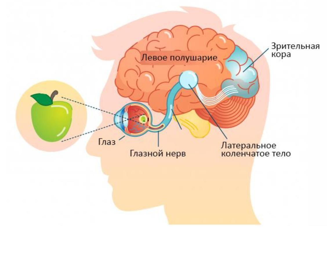 تدریس تخصصی پادفک زبان روسی و اخذ پذیرش تحصیلی|خدمات آموزشی|شیراز, ارم|دیوار