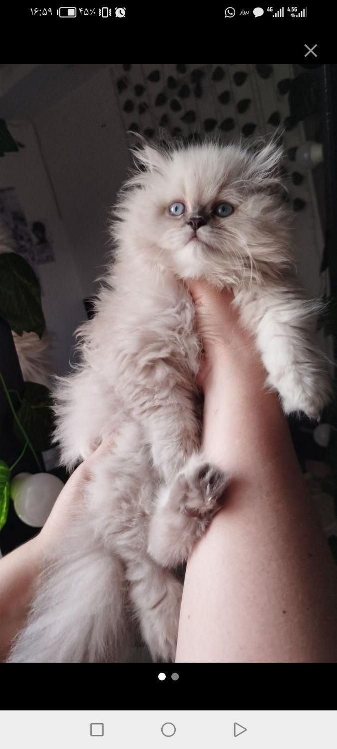 گربه های اصیل خونگی تو از ما بگیر ( irancats)|گربه|شیراز, کوی طلاب|دیوار