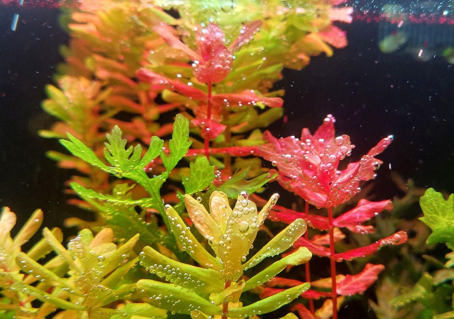 گیاه روتالا تولونادنسیس Rotala Tulunadensis|ماهی|تهران, یوسف‌آباد|دیوار