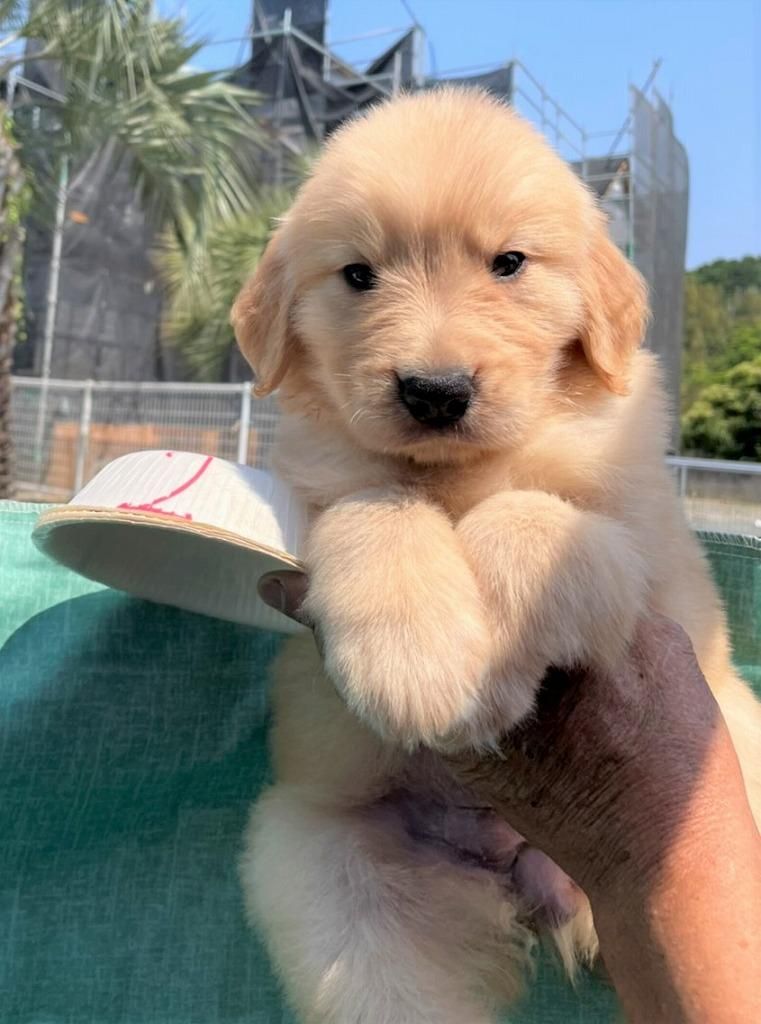 نسل از مولدین وارداتی،سگ golden retreiver|سگ|تهران, شهران جنوبی|دیوار