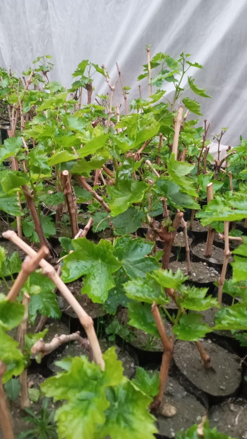نهال اصلاح شده انگور (گلدانی)|خدمات باغبانی و درختکاری|بهار, |دیوار