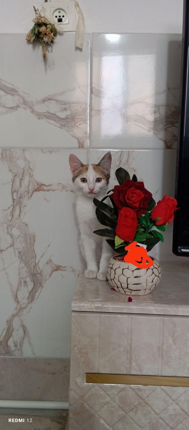 واگذاری  گربه|گربه|شیروان (خراسان), |دیوار