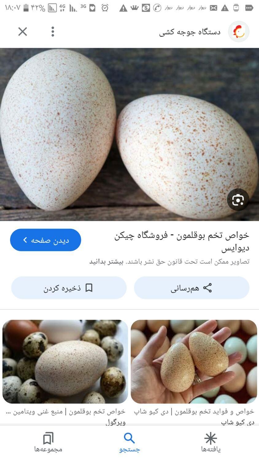 تخم بوقلمون برنز|حیوانات مزرعه|سیرجان, |دیوار