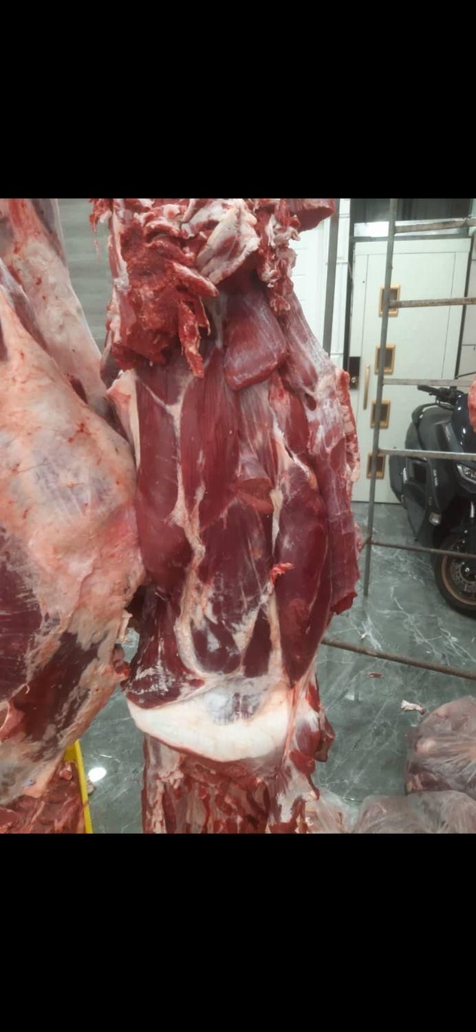 پخش بار تازه ران سردست قلوه گاه|خوردنی و آشامیدنی|آفتاب, |دیوار