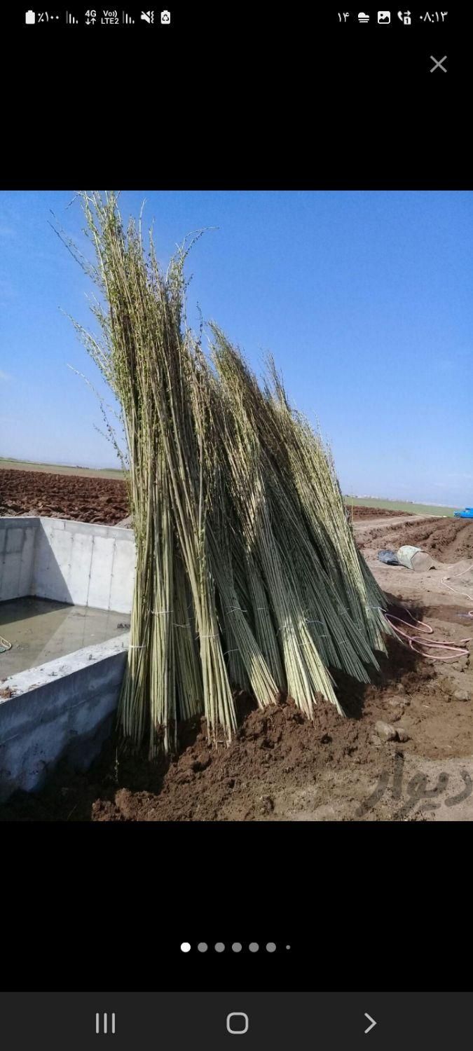 باغبانی هرس طراحی فضای سبزوکاشت انواع نهال وگل|خدمات باغبانی و درختکاری|اردبیل, |دیوار