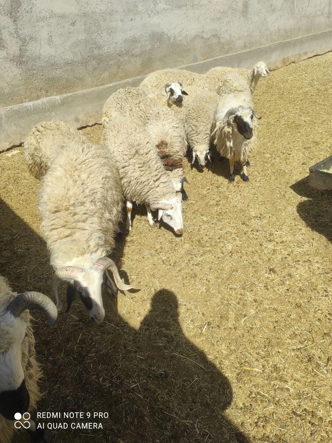 بره گوسفند زنده بومی|عمدهفروشی|شاهینشهر, شهرک گلدیس|دیوار