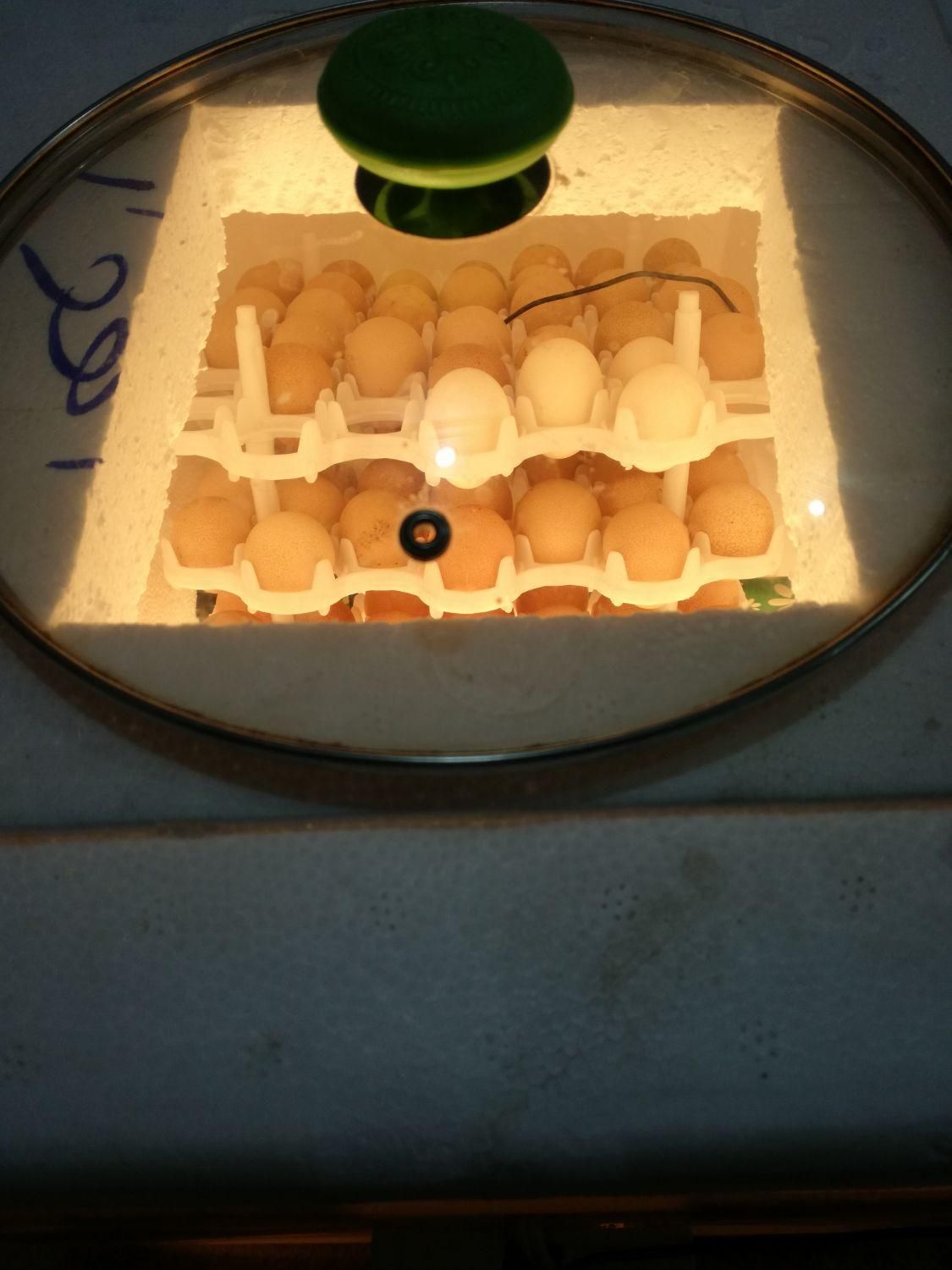 دستگاه جوجه کشی|لوازم جانبی حیوانات|زاهدان, |دیوار