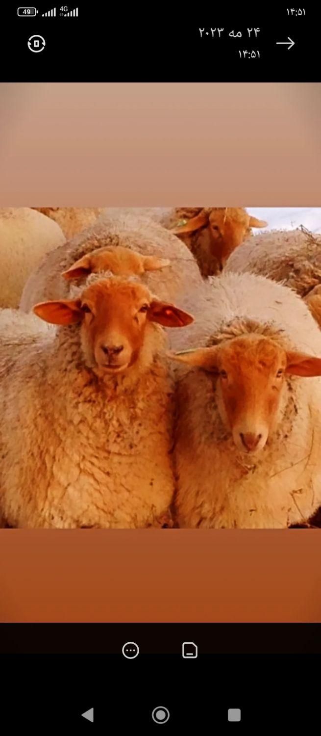 گوسفند زنده افشار مغان کردستان گوشتی باباسکول|حیوانات مزرعه|تهران, سعادت‌آباد|دیوار