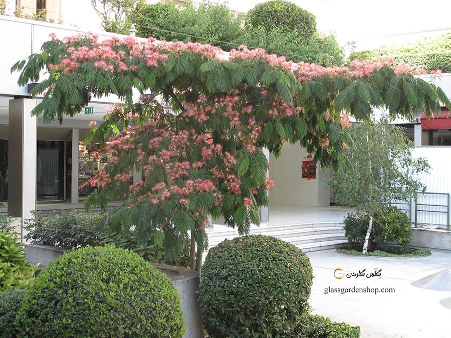 نهال آلبیزیا|گل و گیاه طبیعی|اصفهان, ارداجی|دیوار