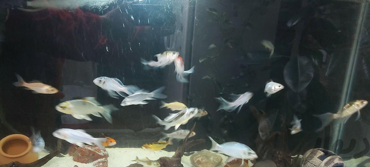 ماهی کوی پوست چرم باله بلند.سوپرباله وباله کوتاه|ماهی و آکواریوم|تهران, باغ فیض|دیوار
