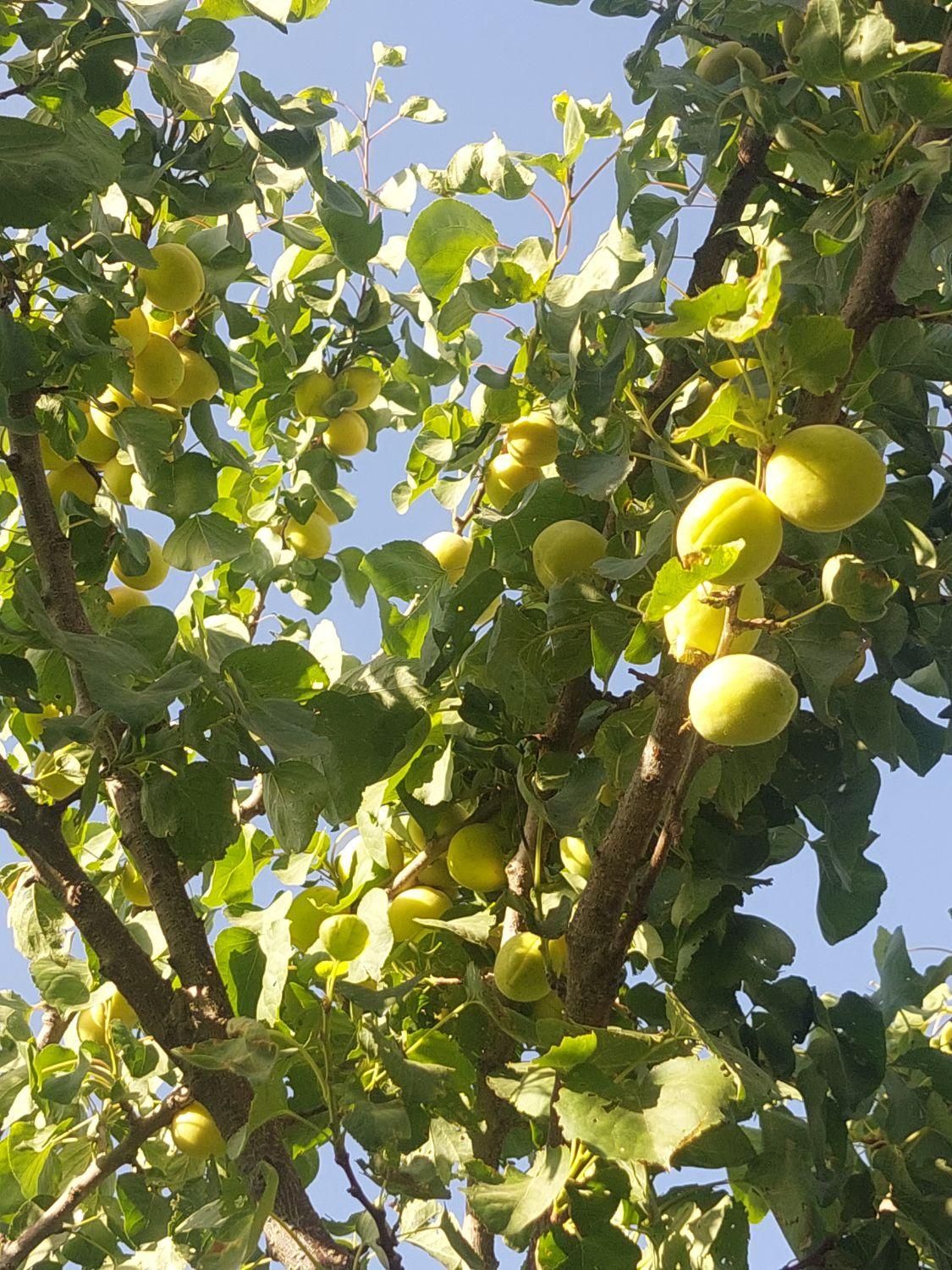 معاوضه۶۳۰مترباغچه درپلایین سندتک برگ باغی|فروش زمین و ملک کلنگی|آفتاب, |دیوار