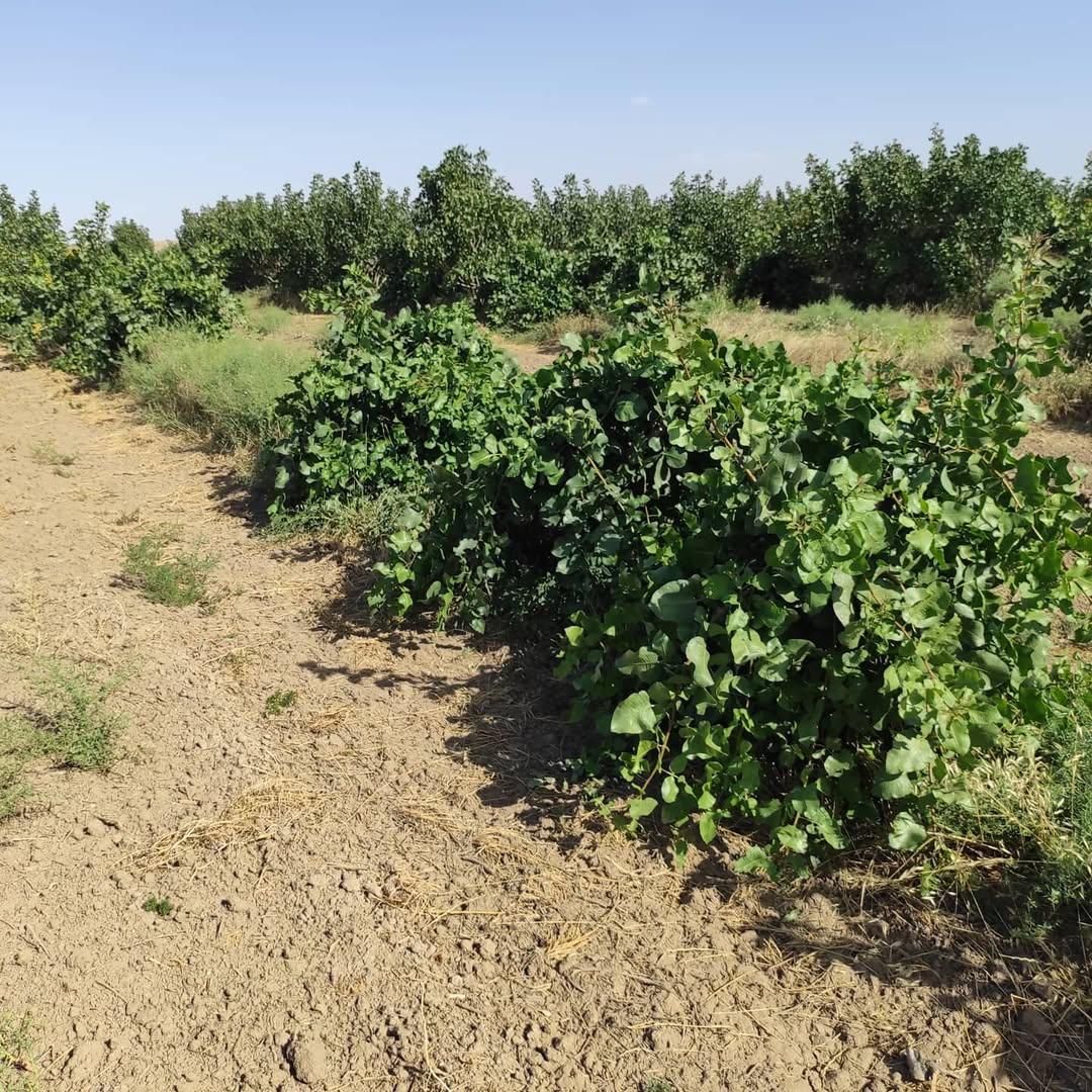 فروش زمین و درخت پسته در روستای نواران|فروش زمین و ملک کلنگی|قم, سراجه|دیوار