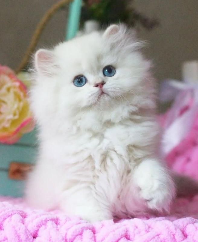 بچه گربه های اشرافی در مشهد|گربه|مشهد, امیریه|دیوار