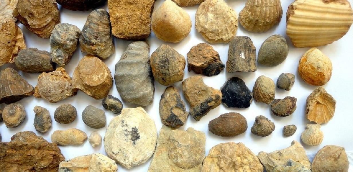 مجموعه بی نظیر فسیل های جانوری و گیاهی|کلکسیون اشیاء عتیقه|رشت, استقامت 2|دیوار