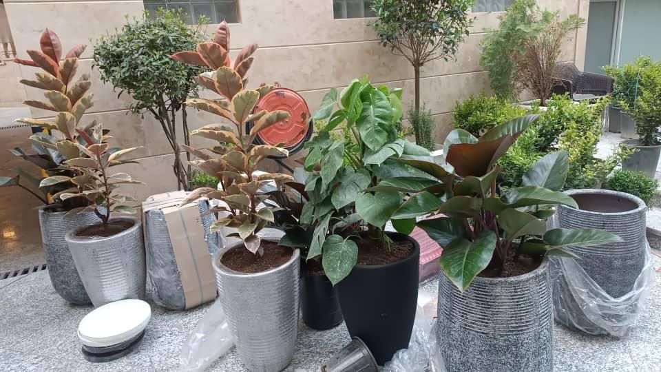 باغبانی سمپاشی گل کاری هرس تعویض گلدان با ضمانت|خدمات باغبانی و درختکاری|تهران, تجریش|دیوار