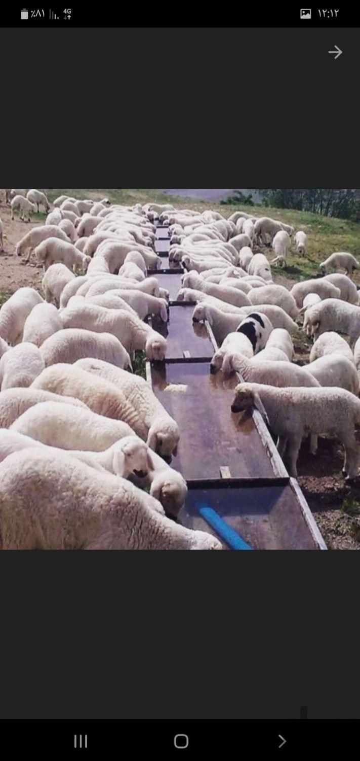 گوسفند بره زنده سرتا سر تهران همراه باقصاب مجرب|حیوانات مزرعه|تهران, سعادت‌آباد|دیوار