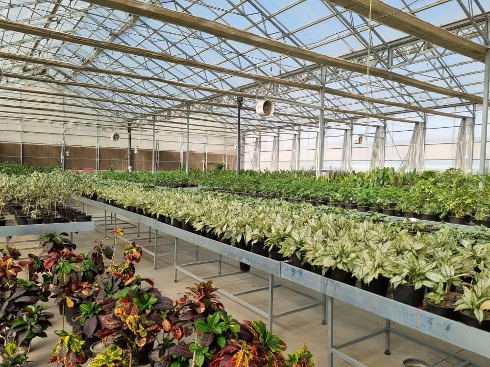 گیاه و گل  اپارتمانی وباغچه ای.. عمده و تک|گل و گیاه طبیعی|تهران, یافت آباد جنوبی|دیوار