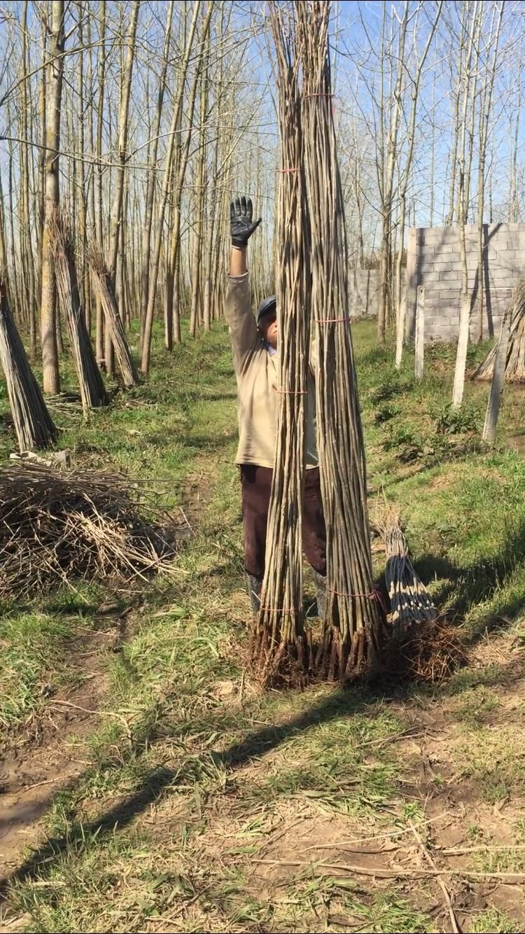 نهال صنوبر|خدمات باغبانی و درختکاری|رشت, نیروی دریایی|دیوار