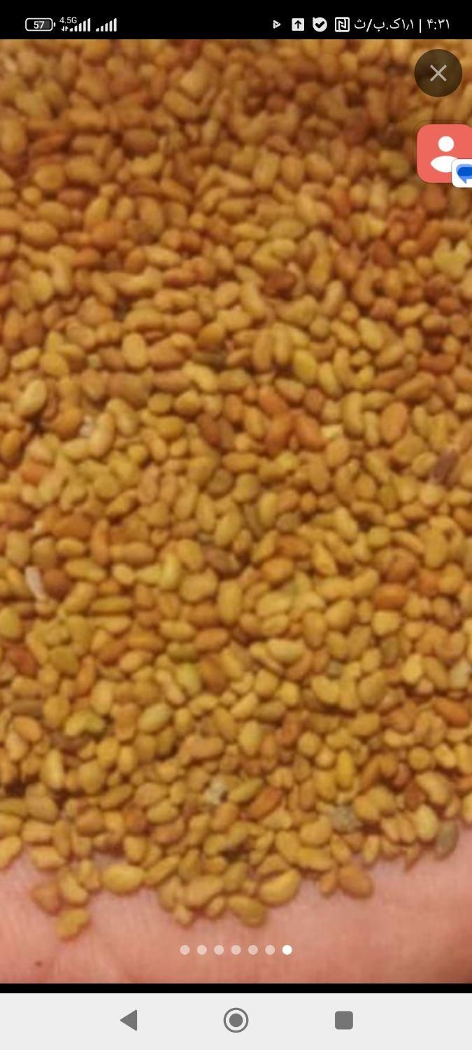 تخم علف اصیل بم باردهی تابستان زمستان|خدمات باغبانی و درختکاری|بم, |دیوار