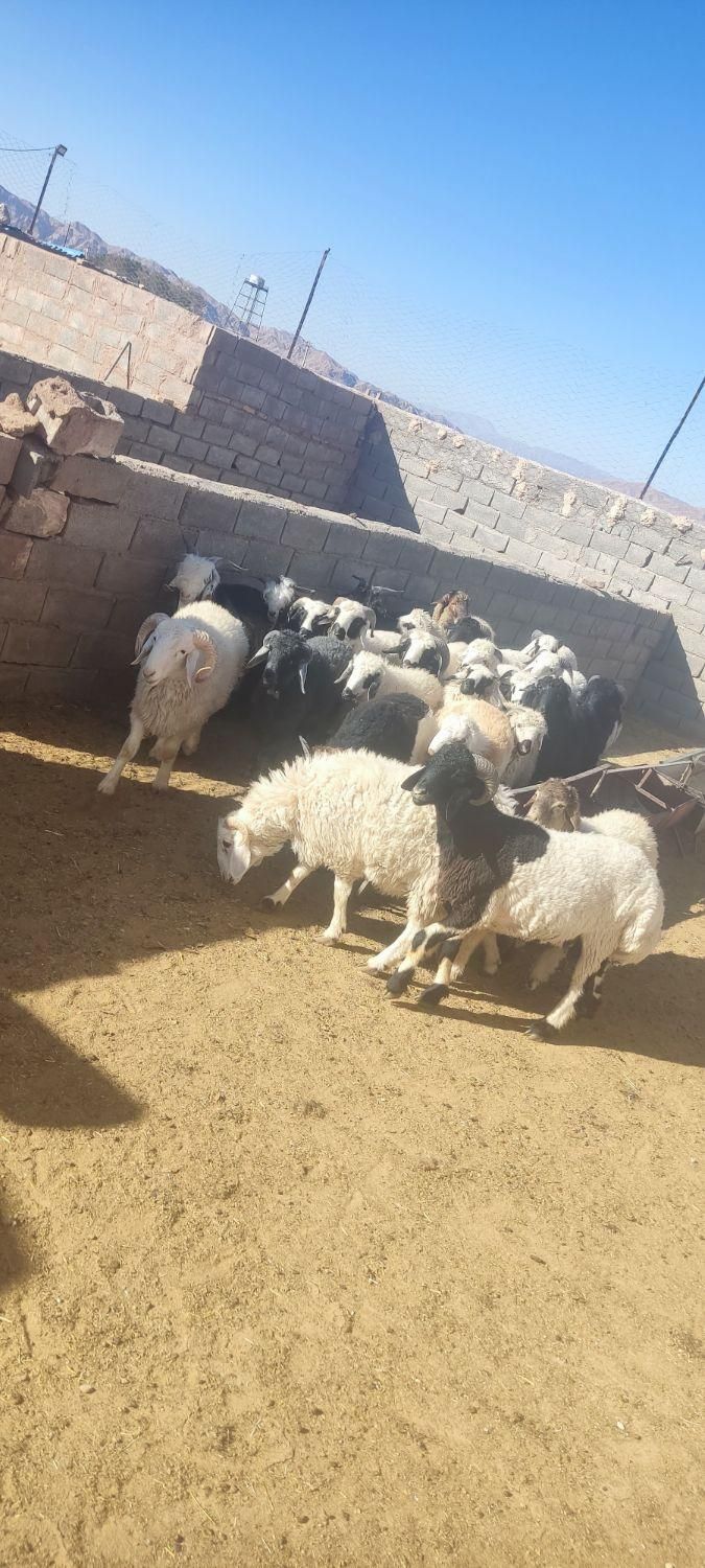گوسفند عید قربان بره کره چپش قوچ نری بز میش|حیوانات مزرعه|کرمان, |دیوار