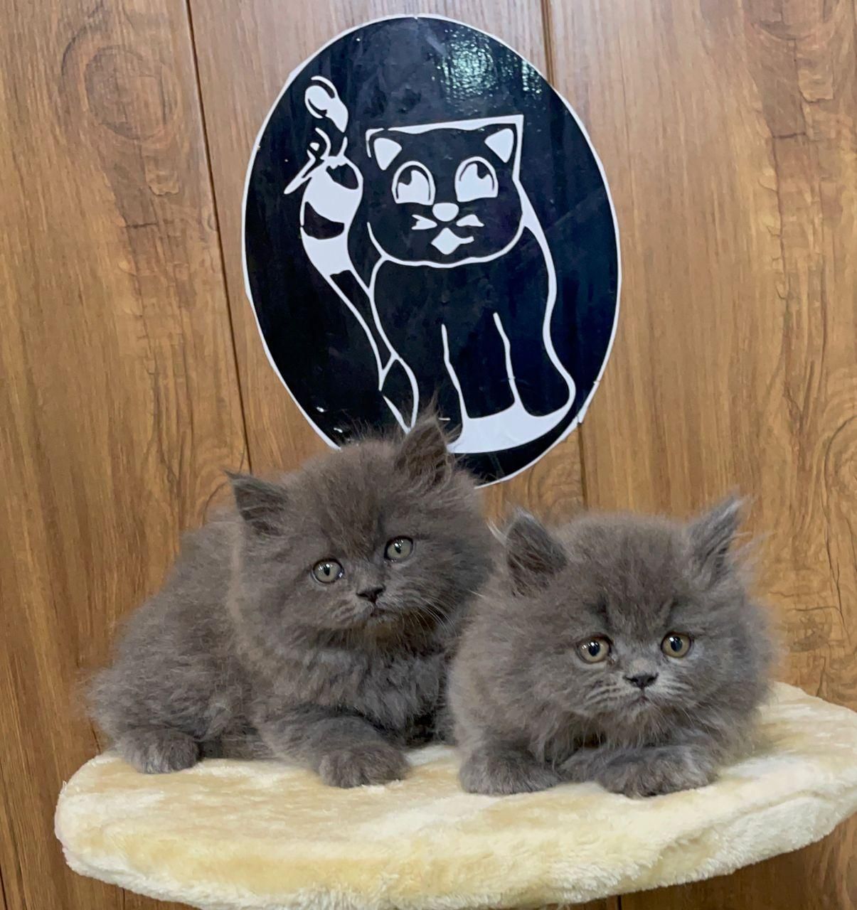 بچه گربه های نژاد دار و زیبا|گربه|بندر انزلی, چهارفریضه|دیوار