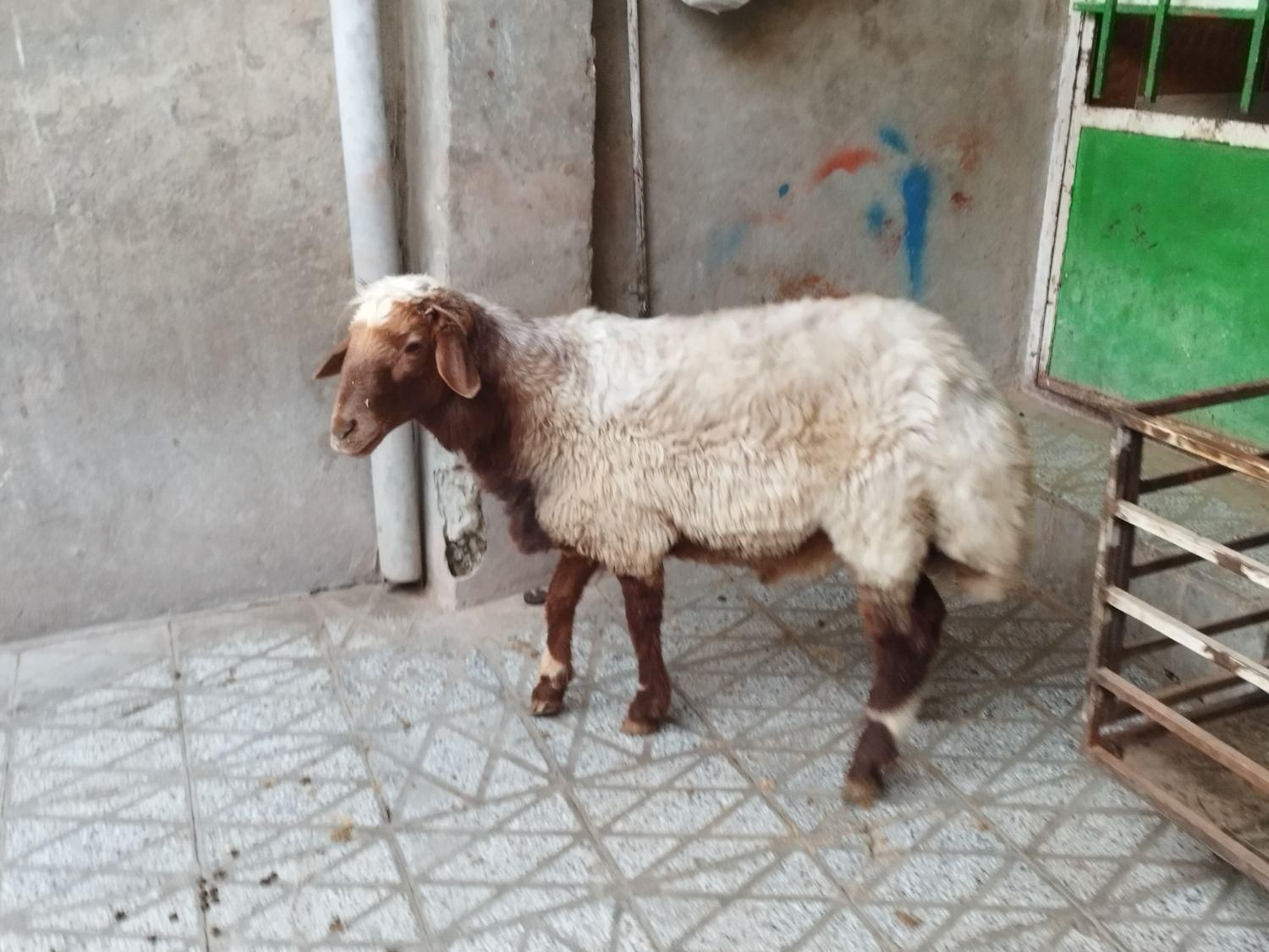 میش و شیشک چاق چاقبرایمصرفخانه|حیوانات مزرعه|بروجرد, |دیوار