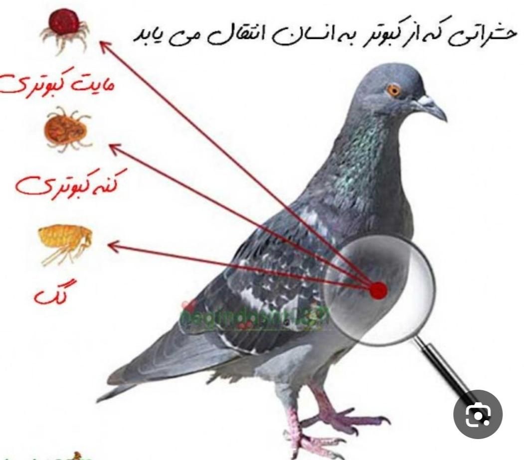سمپاشی کلاسیک|خدمات نظافت|اسلام‌شهر, باغ فیض|دیوار