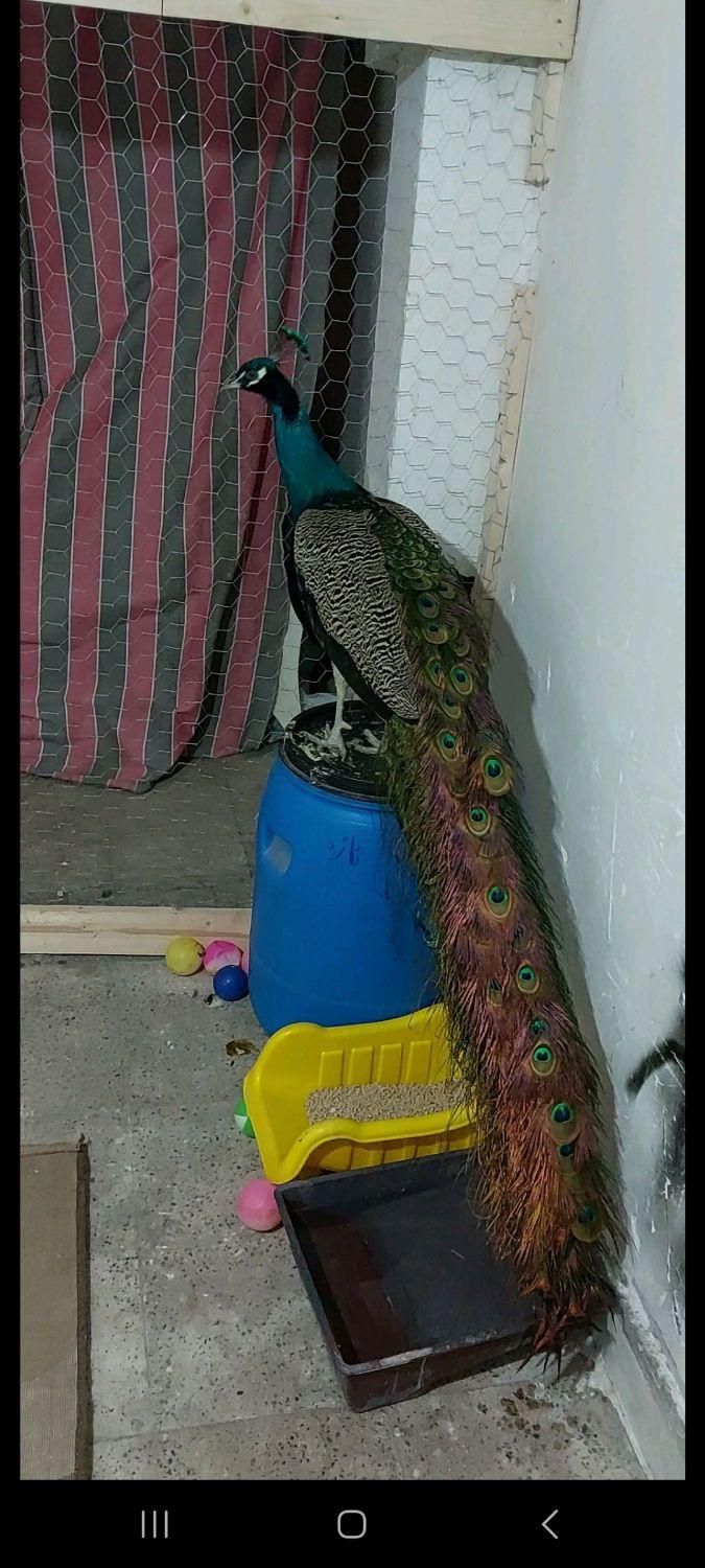 طاووس اصیل هندوستان|پرنده|رشت, بلوار گیلان|دیوار