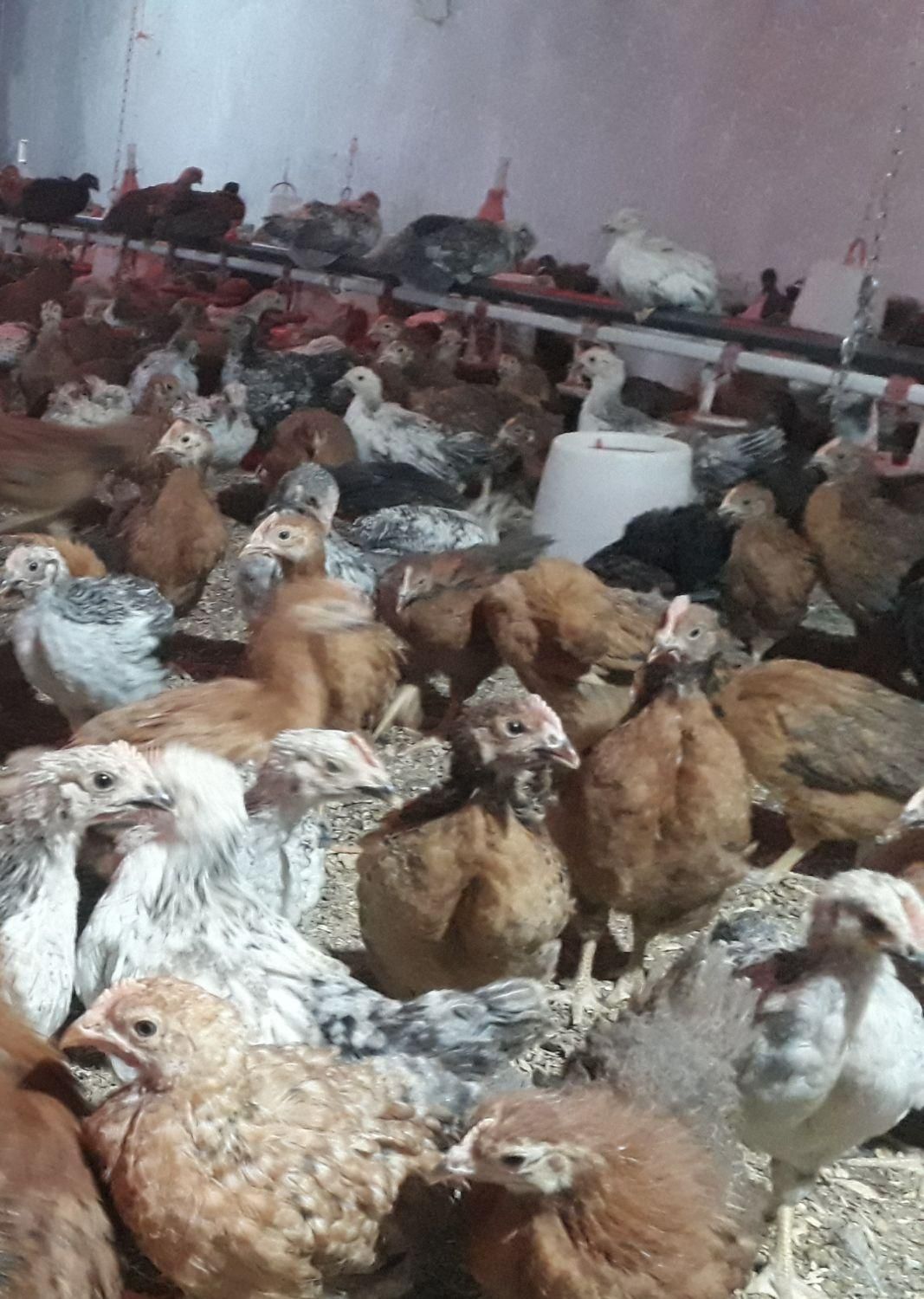 فروش جوجه مرغ گلپایگانی|حیوانات مزرعه|اصفهان, بهارستان|دیوار