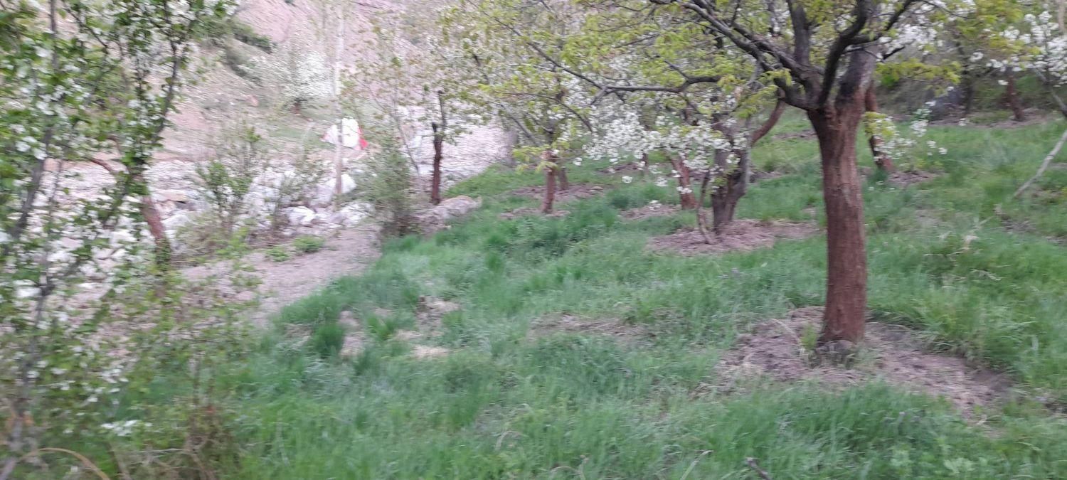 زمین باغ 900متر لواسان بزرگ  روستای جورد|فروش زمین و ملک کلنگی|تهران, نیروی هوایی (پیروزی)|دیوار