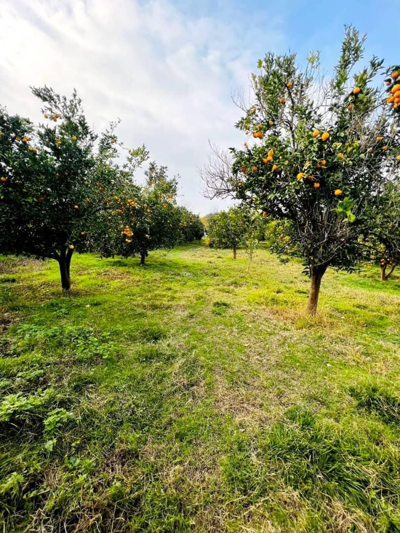 باغ مرکبات ۶۶۰۰متری/چسبیده به بافت|فروش زمین و ملک کلنگی|امامزاده عبدالله, |دیوار