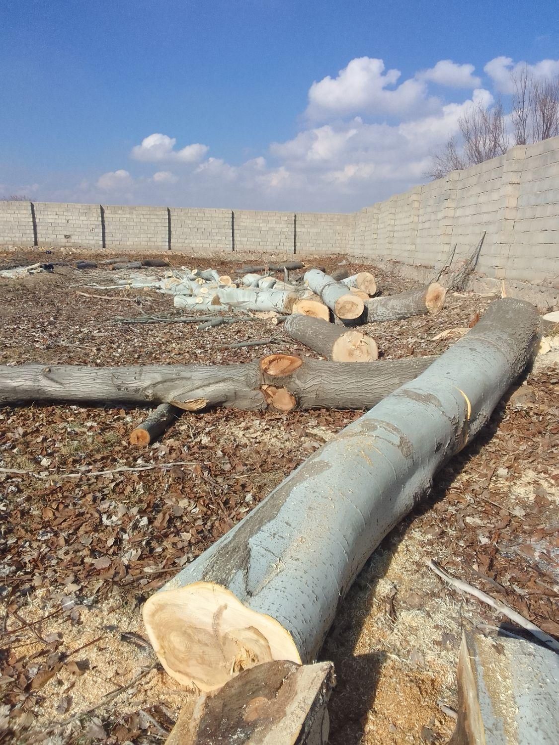 خریدار چوب گردو و درختان میوه|خدمات باغبانی و درختکاری|بناب, |دیوار