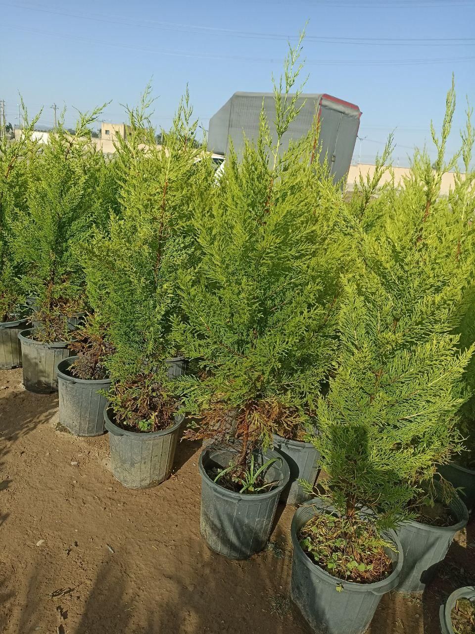 لاوسن|گل و گیاه طبیعی|کرج, ملک‌آباد|دیوار