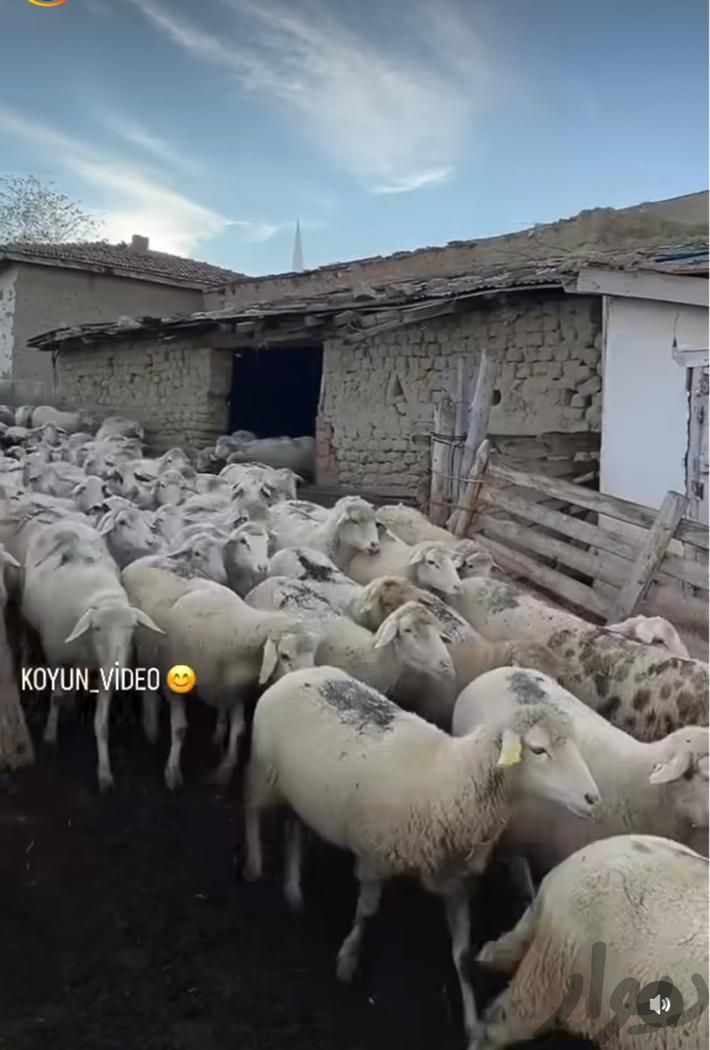 فروش زنده سراسر تهران|حیوانات مزرعه|تهران, بریانک|دیوار