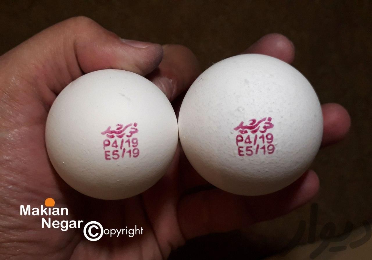 پخش تخم مرغ(بنکداری خورشید)|حیوانات مزرعه|مشهد, فارغ التحصیلان|دیوار