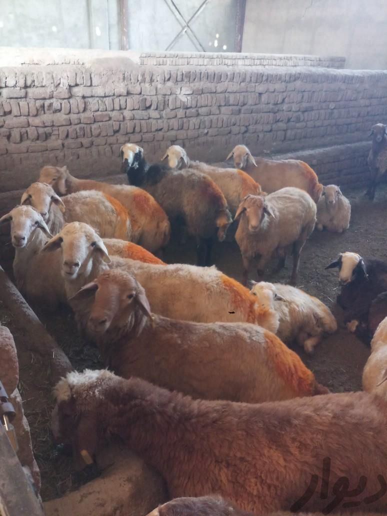 گوسفند زنده دام شکم خالی و پرگوشت ارگانیکی به شرط|حیوانات مزرعه|کرج, آزادگان|دیوار