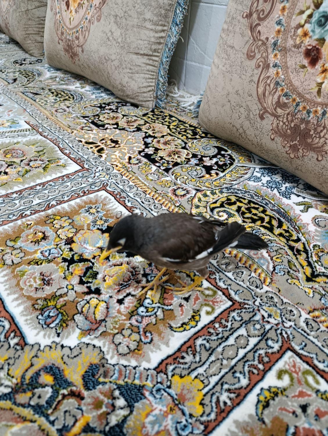 مرغ مینا|پرنده|مهر, |دیوار