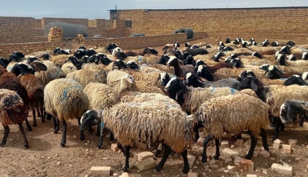 مجـموعه شال ژَن ارسال  گوسفند suoee بره های چندقل|حراج|فردوس (خراسان), |دیوار