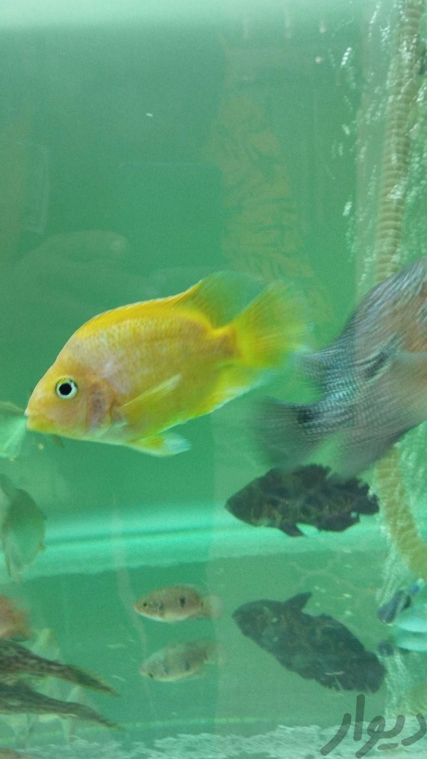 دوتا ماهی پرت زرد و قرمز|ماهی و آکواریوم|بناب, |دیوار