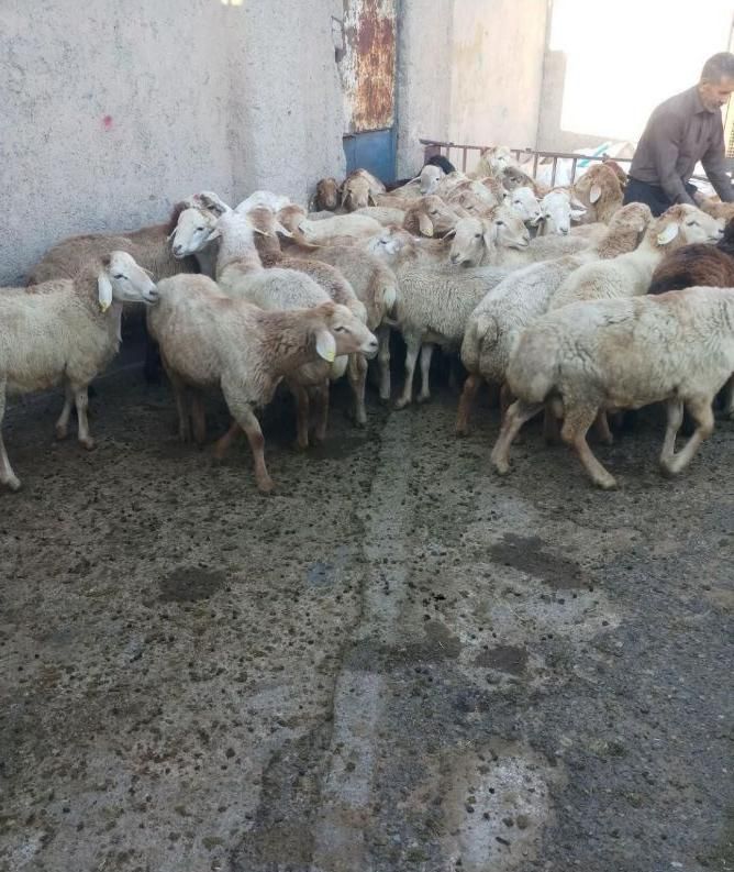 فروش گوسفند زنده شکم خالی چاق مناسب برای قربانی|حیوانات مزرعه|کرج, دهقان ویلا|دیوار